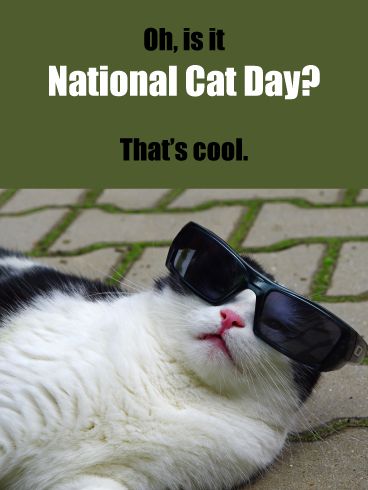 a black and white cat laying on the ground wearing sunglasses with caption that reads, oh, is it national cat day? that's cool