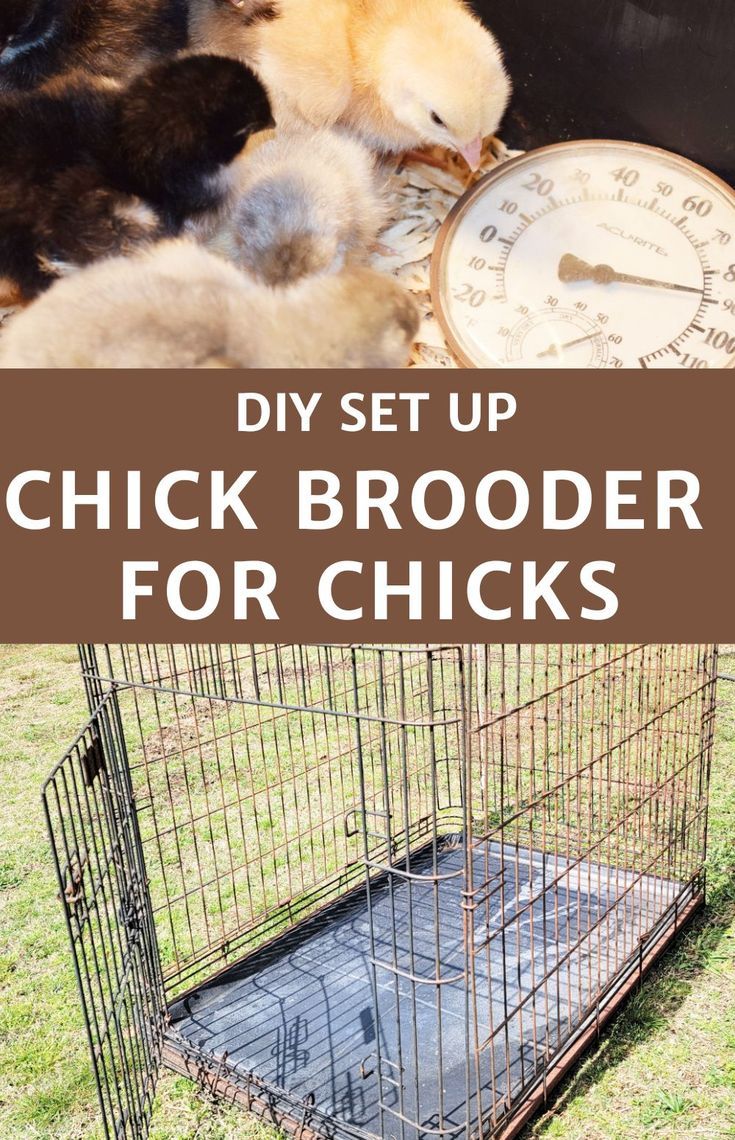 two chickens in a cage with the words diy set up chicken broder for chicks