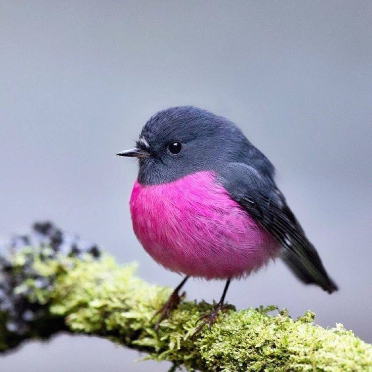 a pink and blue bird sitting on top of a moss covered tree branch in front of a gray background