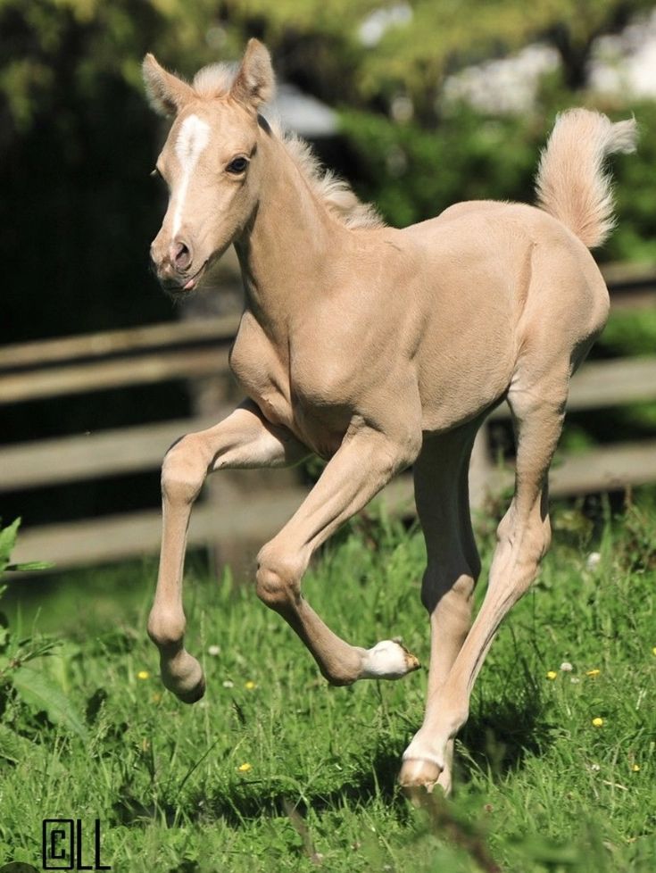 a small horse is running through the grass