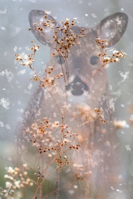 an animal with flowers in it's frame