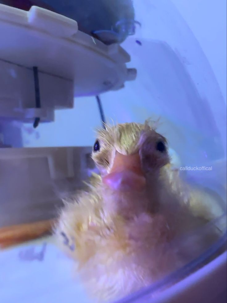 a close up of a duck in a bath tub