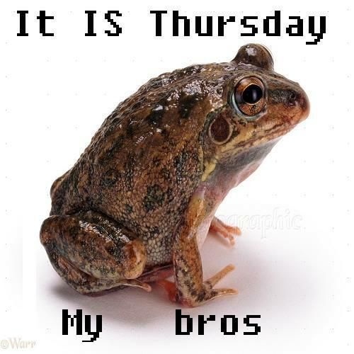 a frog with the words it is thursday my bros written on it