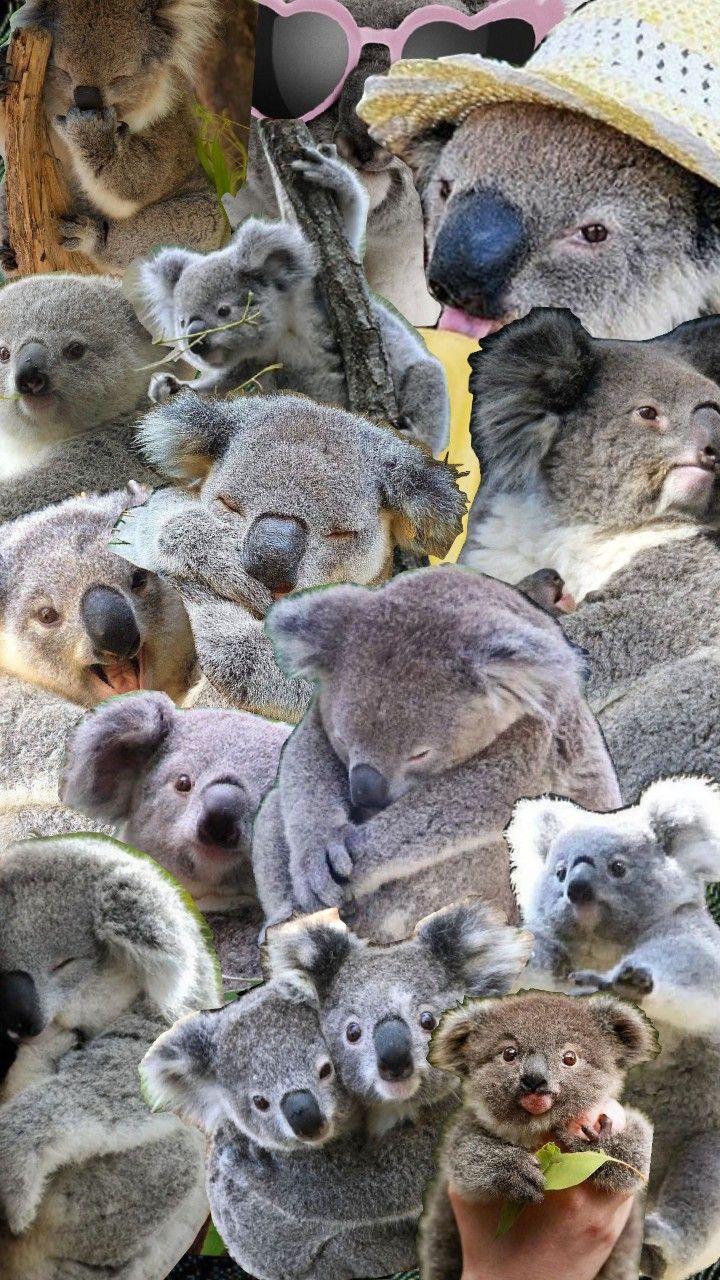 a collage of koalas and other animals with hats on their heads, in front of a tree