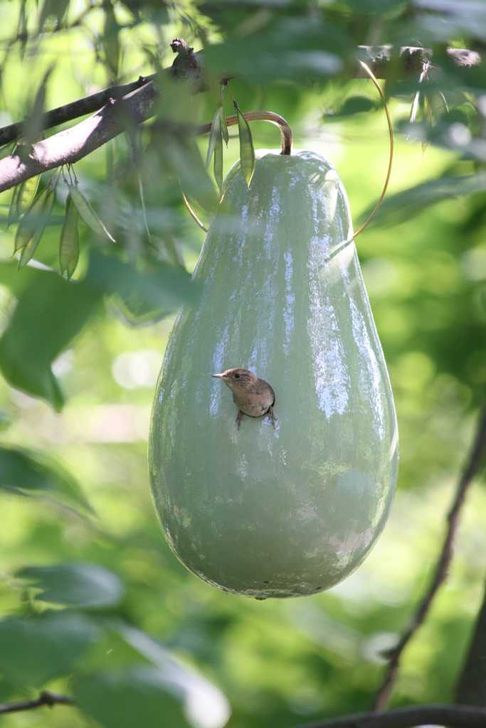 a bird is sitting on the inside of a hanging eggplant in a tree