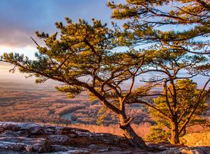 a lone tree on top of a rocky cliff with the sun setting in the background