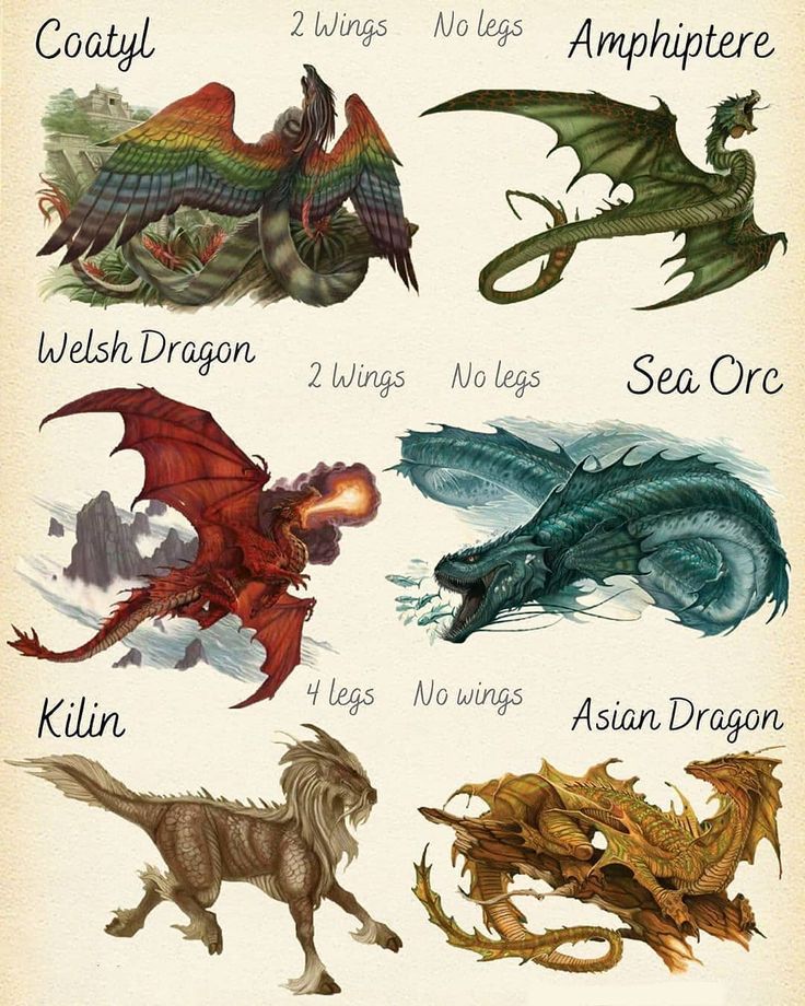 the different types of dragon's names are shown in this poster, which shows them all