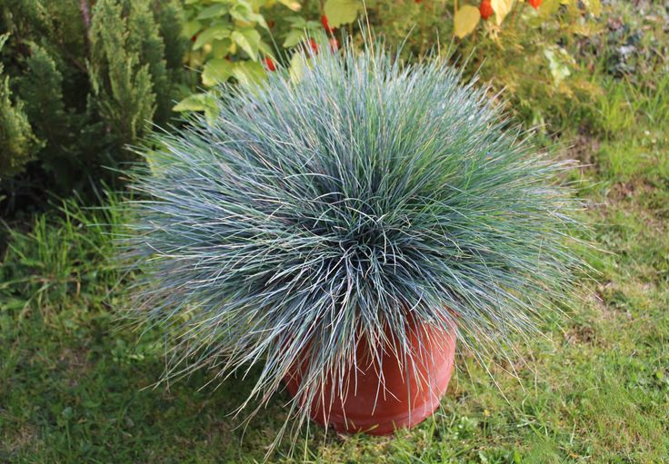 a blue plant in a red pot on the grass