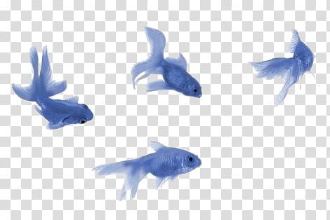 three blue fish swimming in the water