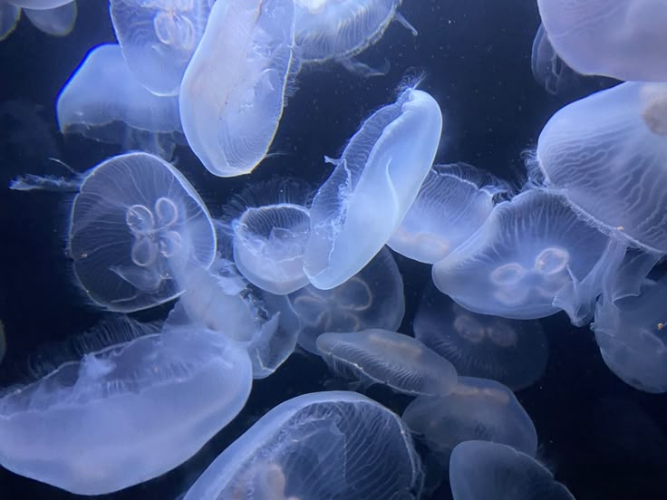 many jellyfish are swimming in the water