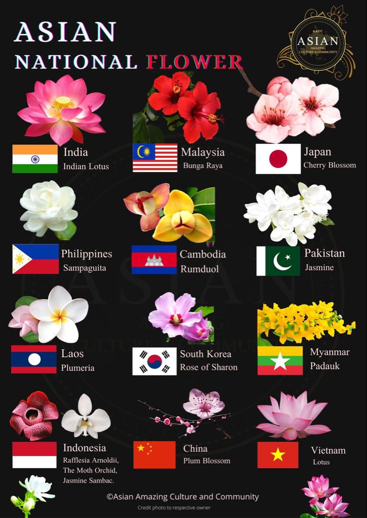 𝗦𝗼𝗺𝗲 𝗔𝘀𝗶𝗮 𝗡𝗮𝘁𝗶𝗼𝗻𝗮𝗹 𝗙𝗹𝗼𝘄𝗲𝗿 🌸🌺🌼 Lotus 🇮🇳 Bunga Raya 🇲🇾 Rumduol 🇰🇭 Cherry Blossom 🇯🇵 Sampaguita 🇵🇭 Jasmine 🇵🇰 Plumeria 🇱🇦 Rose of Sharon🇰🇷 Padauk 🇲🇲 Rafflesia Arnoldii, The moth Orchid, Jasmine Sambac, 🇮🇩 Plum Blossom 🇨🇳 Lotus 🇻🇳 ---------✨✨✨-------- Credit photo to respective owner ©️ Asian Amazing Culture and Community Pretty Flowers Pictures, National Flower, Moth Orchid, Flower Meanings, Nothing But Flowers, Rose Of Sharon, Flower Therapy, Flower Names, Language Of Flowers