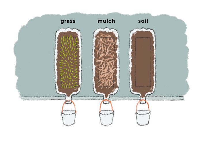 three different types of grass are shown in this cartoon, which shows the four stages of growth