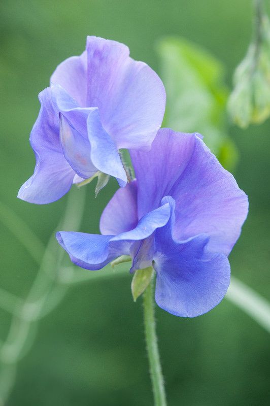 two blue flowers with green leaves in the background