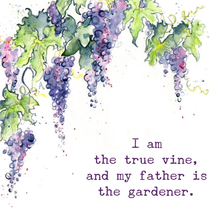 a watercolor painting of some grapes and the words i am the true vine, and my father is the gardener