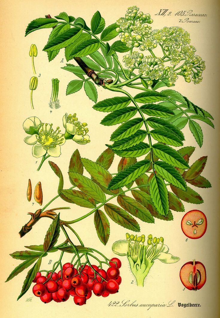 an illustration of various flowers and leaves