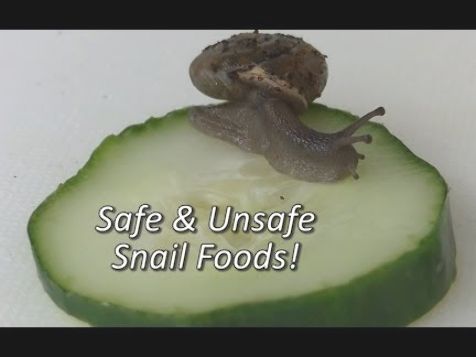 a snail on top of a cucumber with the words safe & unsafe small foods