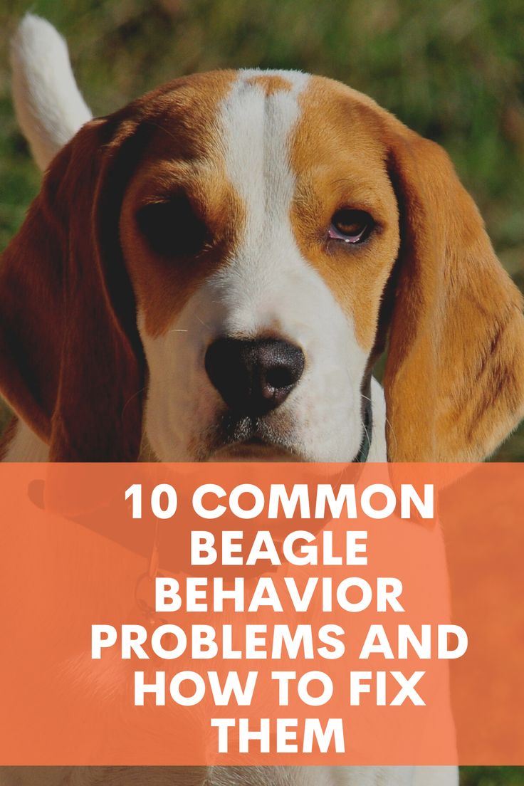 a dog with the words 10 common beagle behavior problems and how to fix them