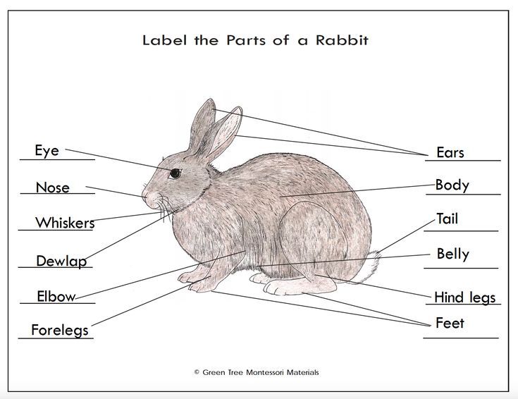 a diagram of the parts of a rabbit