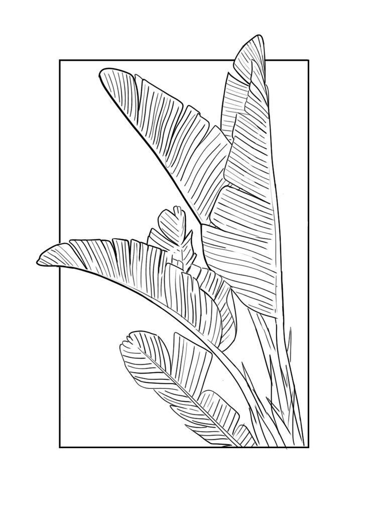 a black and white drawing of a plant with leaves in a square frame on a white background