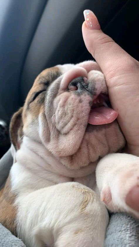 a small brown and white dog laying on top of a person's hand in a car