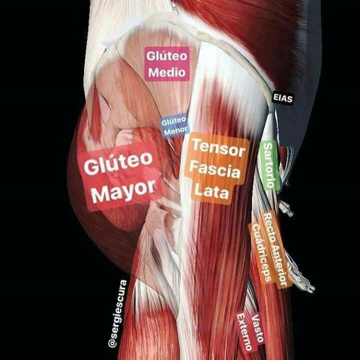 the muscles are labeled in different colors and sizes, with labels on each side of them