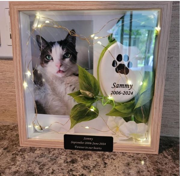 a cat is sitting in a glass frame with lights around it and the name sammy on it