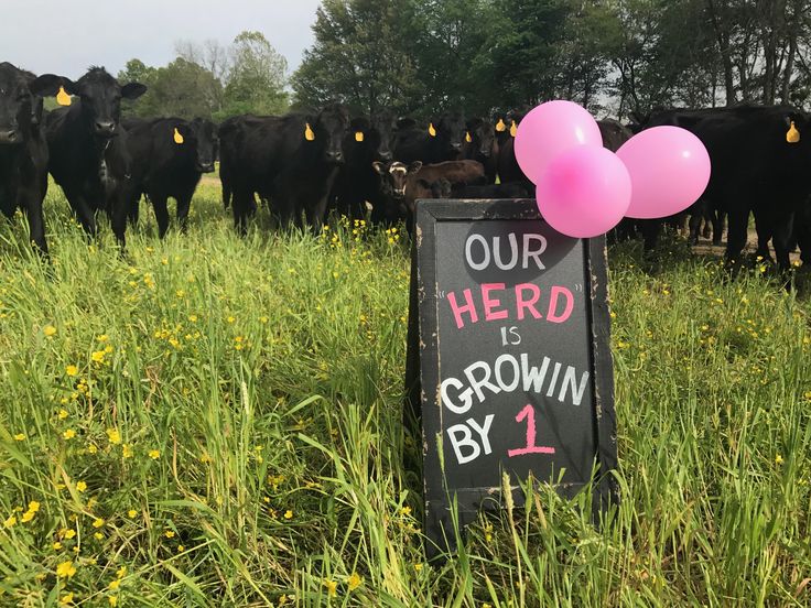 a herd of cattle standing on top of a lush green field next to a chalkboard