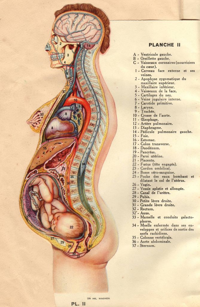 a diagram of the human body and its organs