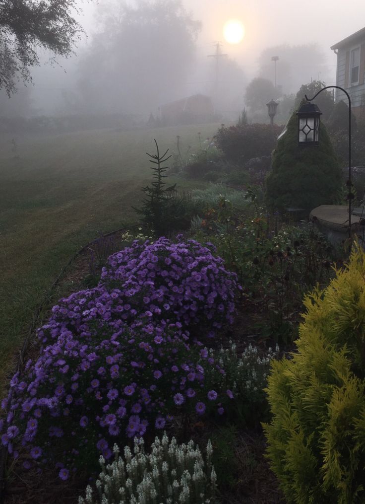 the sun is shining through the foggy sky over some flowers and shrubs in front of a house