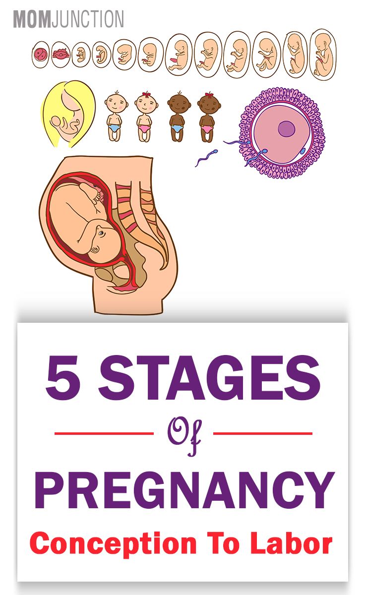 the five stages of pregancy are shown in this graphic book, with an image of