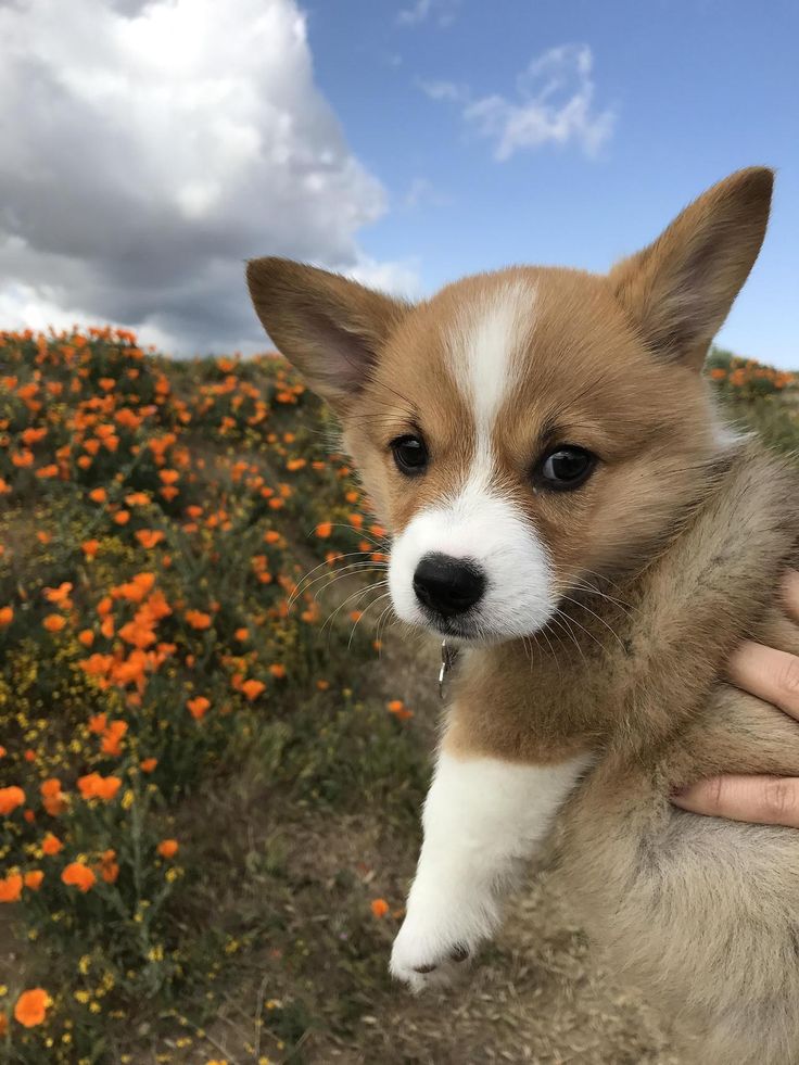 a person holding a small dog in front of a field of orange and white flowers