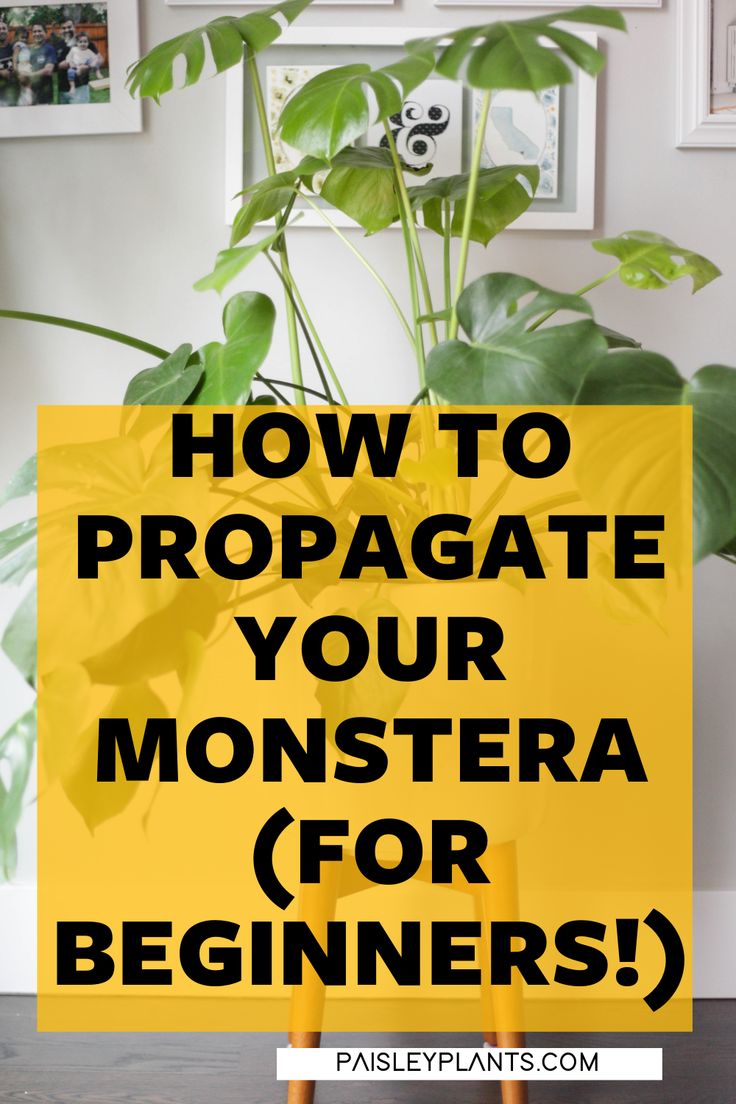 a plant with the words how to propagate your monstera for beginners