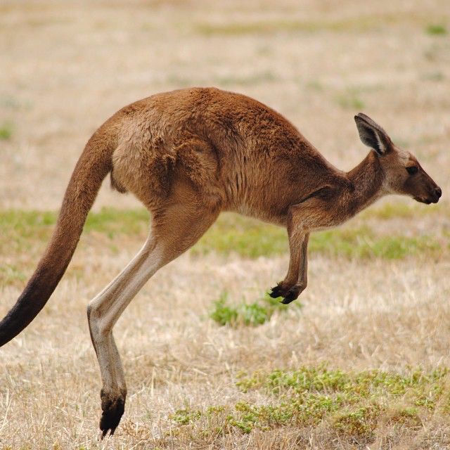 a kangaroo jumping in the air with its front legs extended and it's mouth open