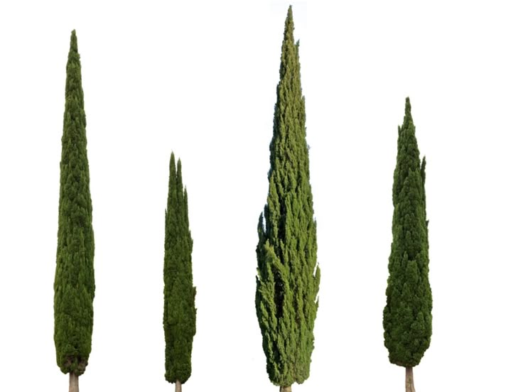 four tall trees lined up against a white background royalty images and clippings are included in this image