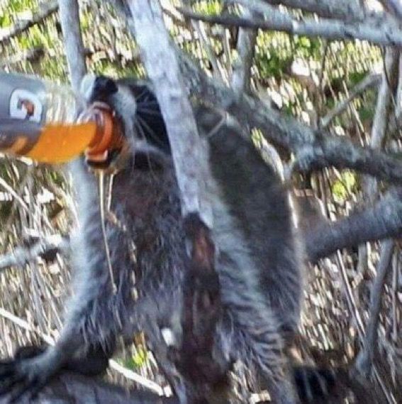 a raccoon holding an orange plastic bottle in its mouth while standing on a tree branch