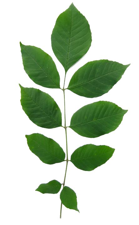 a single green leaf on a white background