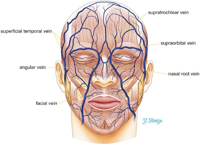 an image of the head and neck with blood vessels attached to it's sides