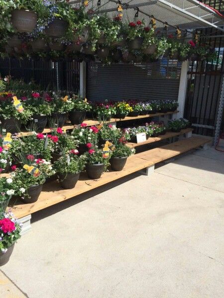 many potted plants are lined up on wooden shelves