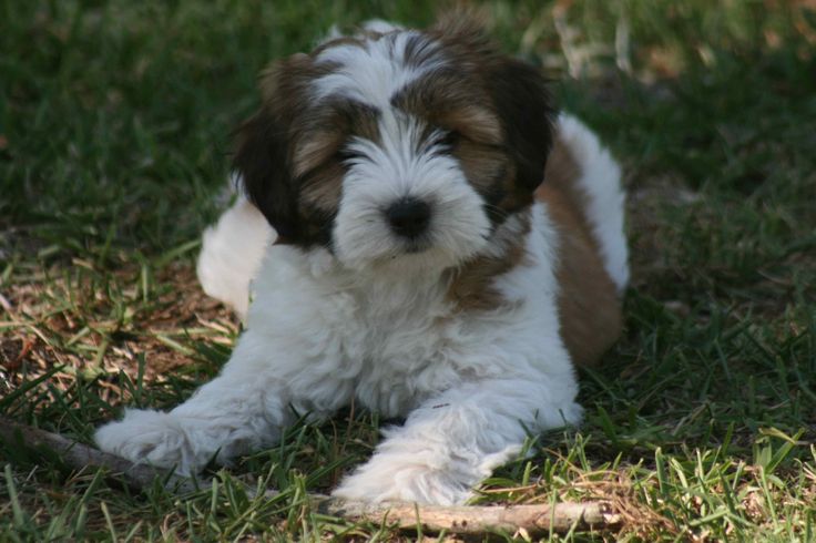 a small brown and white dog laying in the grass