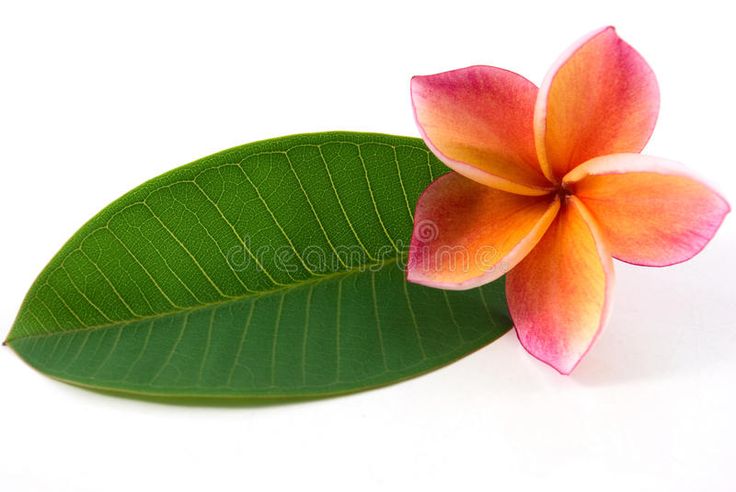 an orange and pink flower with green leaves on a white background stock photos, clippings