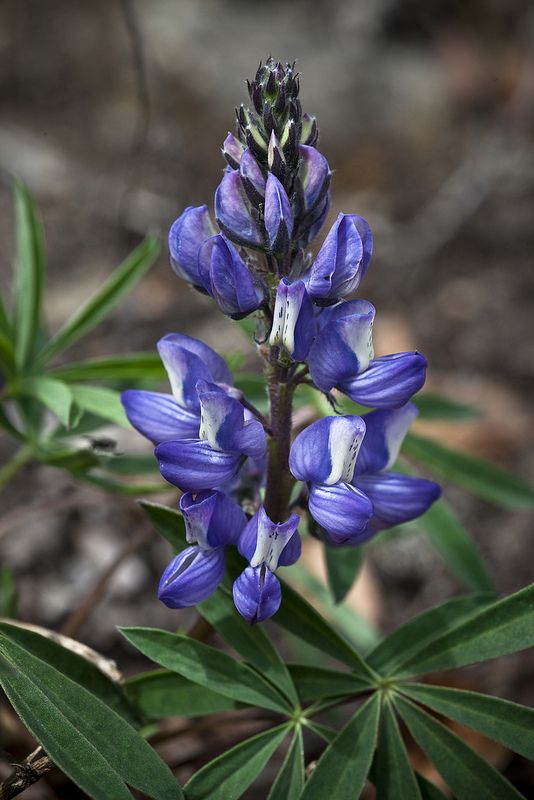 a purple flower with green leaves in the foreground and dirt on the ground behind it