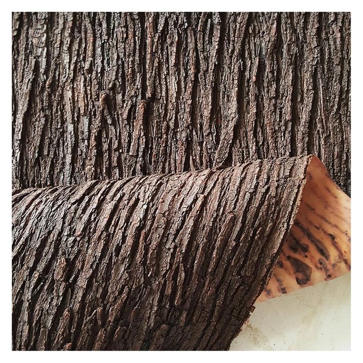 the bark of a large tree is brown