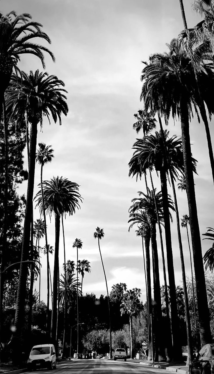 black and white photograph of palm trees in front of a street with cars parked on the side