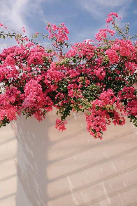 pink flowers are growing on the side of a white wall with blue sky in the background