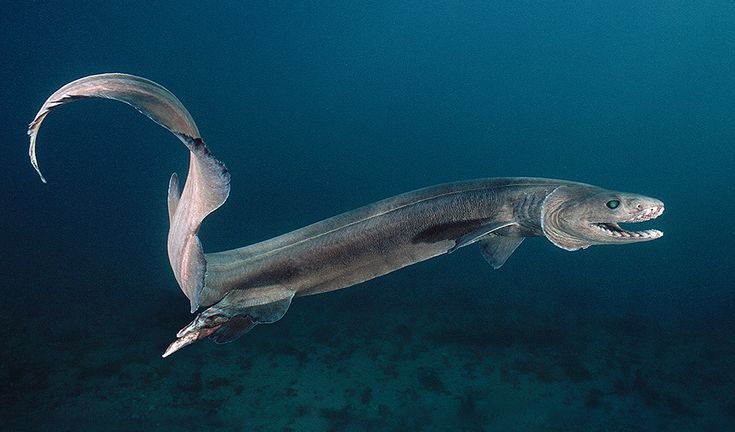 a large fish swimming in the ocean