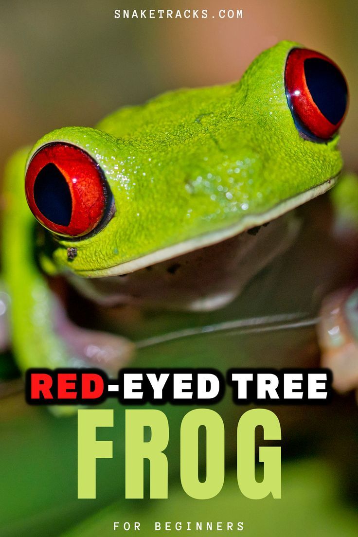 a red - eyed tree frog sitting on top of a leaf with the caption for beginner's guide