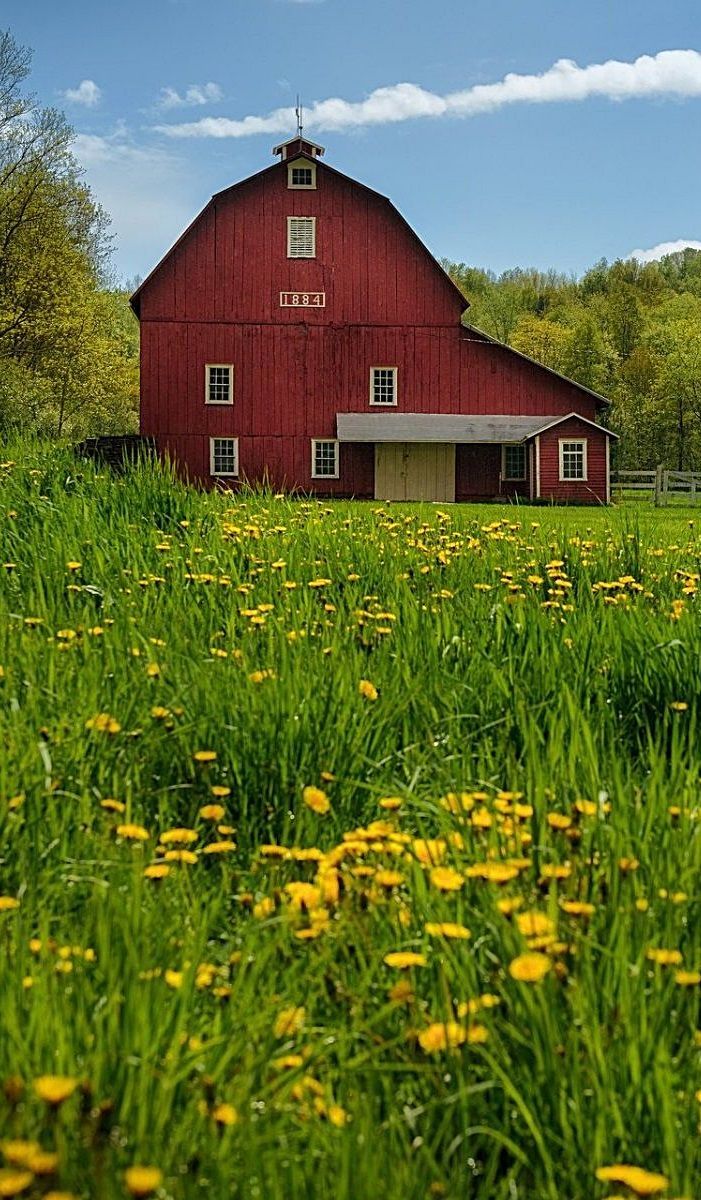 a large red barn sitting on top of a lush green field filled with yellow flowers