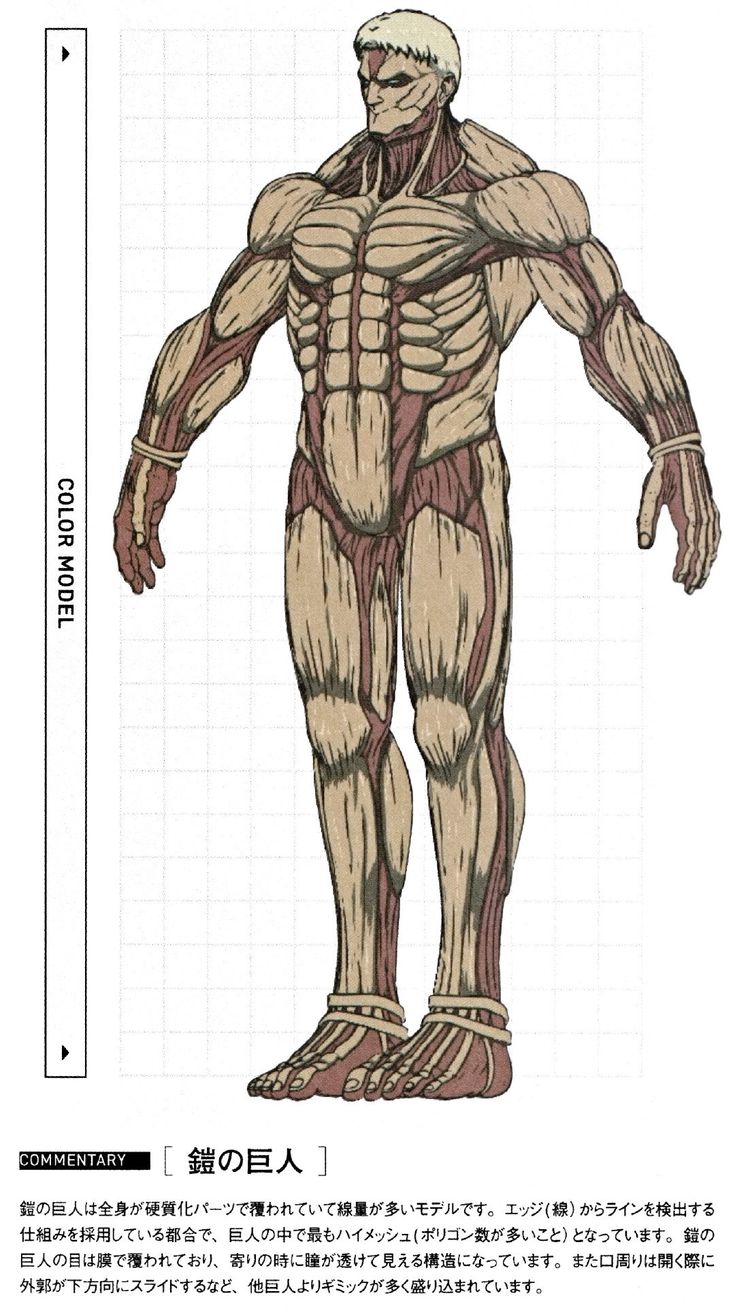 an image of the human body with muscles labeled in english and japanese characters on it