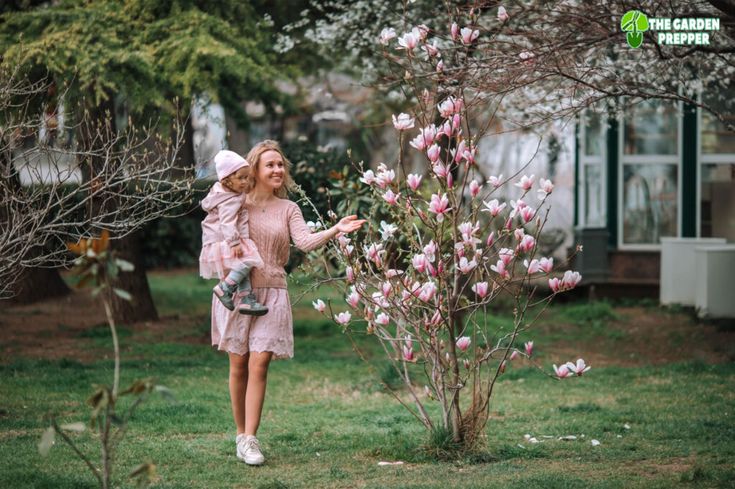 Can You Keep a Magnolia Tree Small? Magnolia Small Garden, Susan Magnolia Tree, Magnolia Jane Tree, Mini Magnolia Tree, Sweet Bay Magnolia Tree Landscaping, Magnolia Tree Potted, Magnolia Bush Shrubs, Jane Magnolia Tree Landscaping, Genie Magnolia Tree