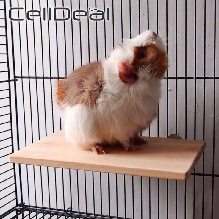 a brown and white hamster sitting on top of a shelf